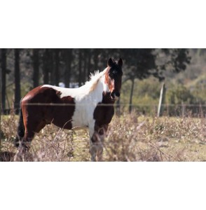 Parcela en Llico, Puerto Montt