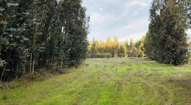 Parcela de 5.000 m2 en Peralillo, 6° Región