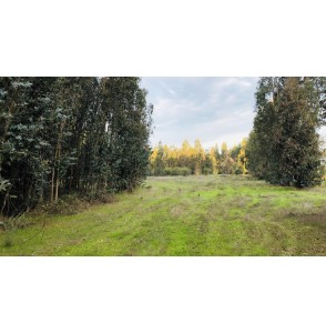 Parcela de 5.000 m2 en Peralillo, 6° Región