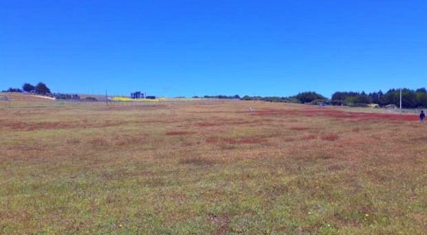 Parcela de 5.000 m2 Pangal, Pichilemu