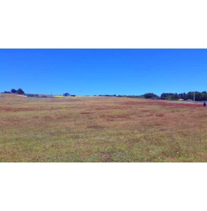 Parcela de 5.000 m2 Pangal, Pichilemu